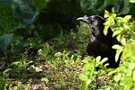 common raven, raven bird, corvus corax