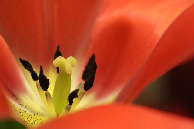 Free Tulip Flower photo and picture
