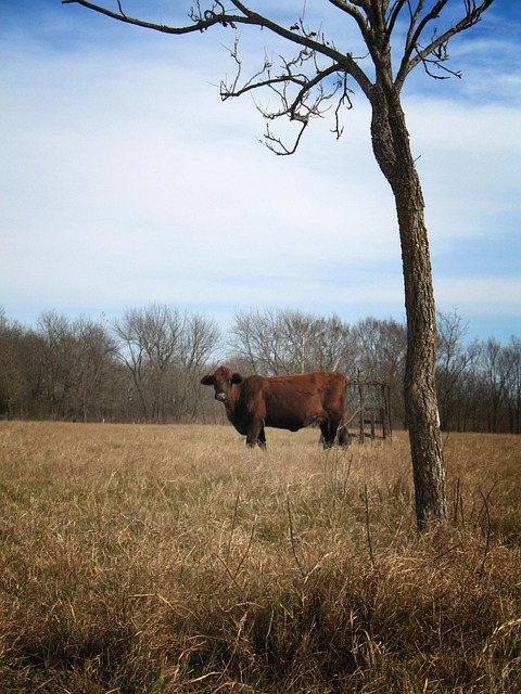 Free Cow Cattle photo and picture