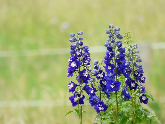 Free Blue Blossoms photo and picture