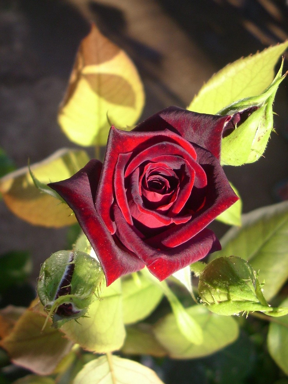 Rotting Roses Background Rose Rot Rote Schöne - Kostenloses Foto auf Pixabay - Pixabay