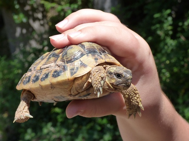 Free Turtle Child Hand photo and picture