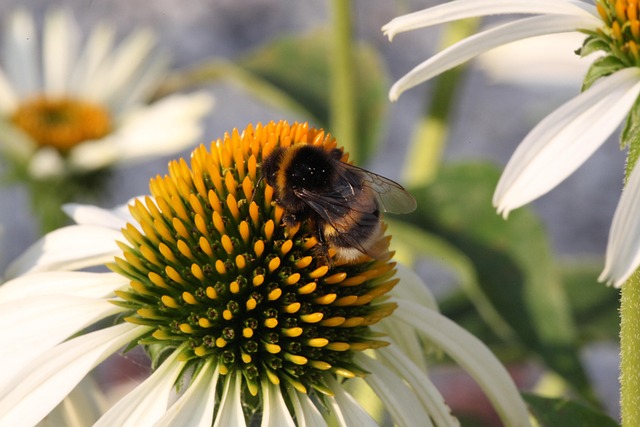 Free Bumblebee Blossom photo and picture