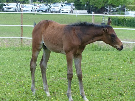 Free Foal Coupling photo and picture