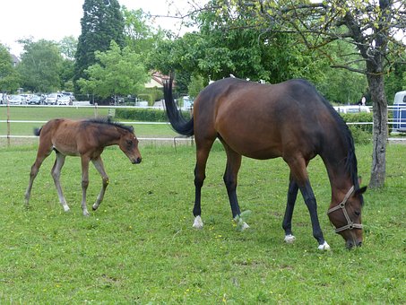 Free Horse Foal photo and picture
