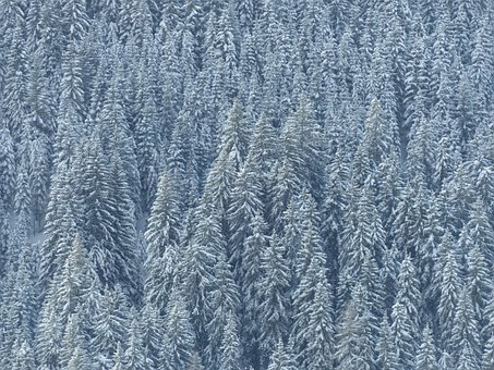 Free Forest Snow photo and picture