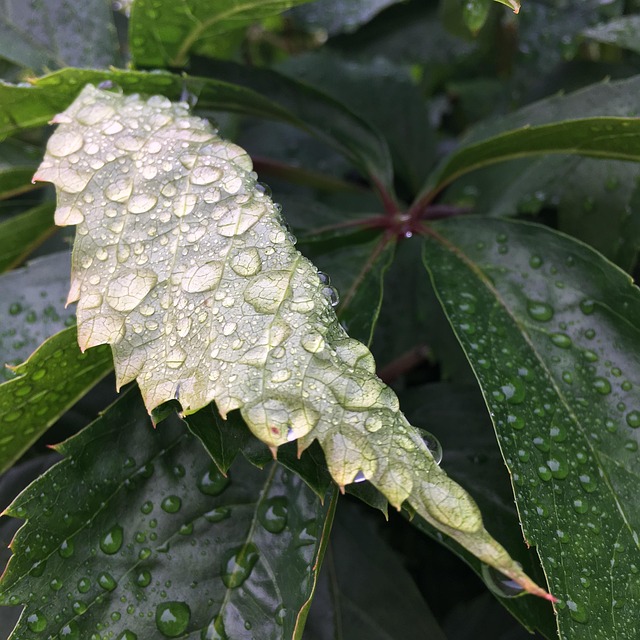 Free Raindrop Leaf photo and picture