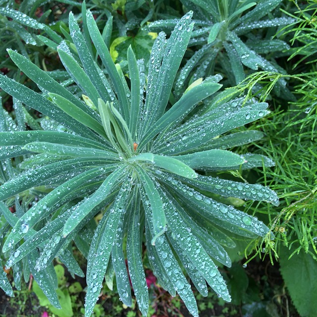 Free Raindrops Leaves photo and picture