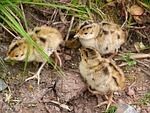 baby grouse, nature, rarely seen