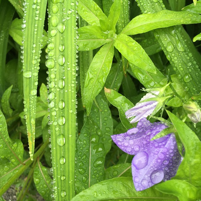 Free Raindrops Blossom photo and picture