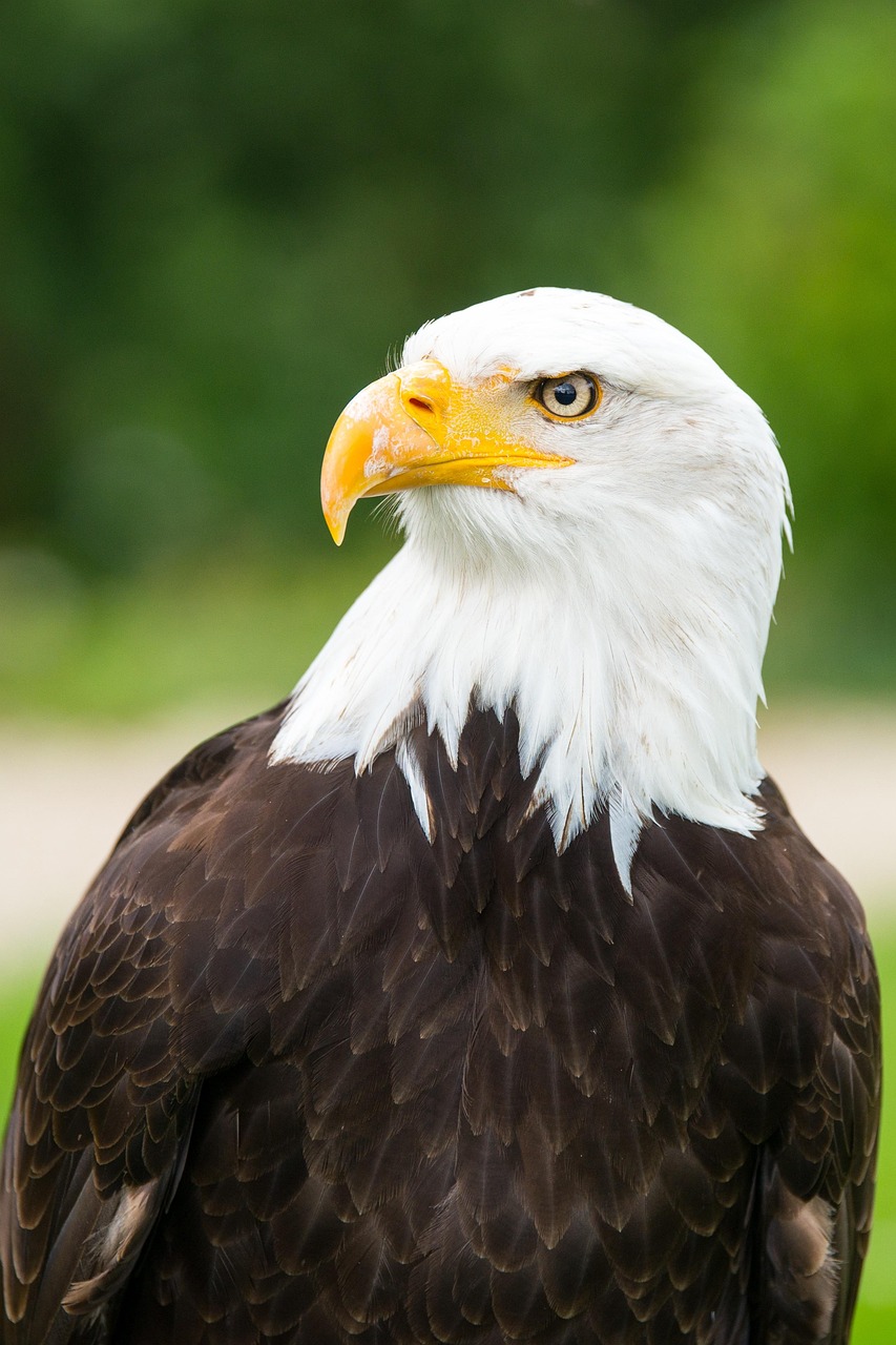 Adler Adlerwarte Seeadler Kostenloses Foto auf Pixabay Pixabay