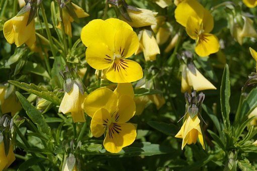 Stiefmütterchen, Schöne Blumen, Gelb