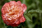 rose, blossom, bloom