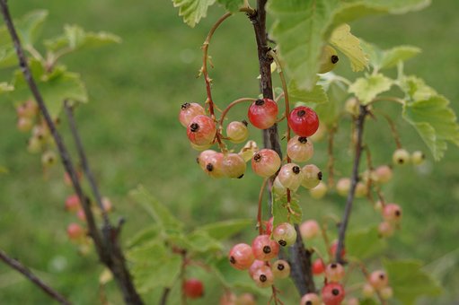 Johannisbeere, Rot, Rote Johannisbeere