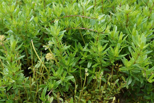 Thymian, Kräuter, Küchengewürz, Pflanze