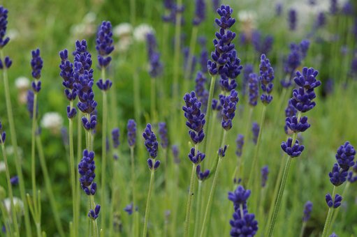 Lavendel, Kräuter, Natur, Lavendelblüten