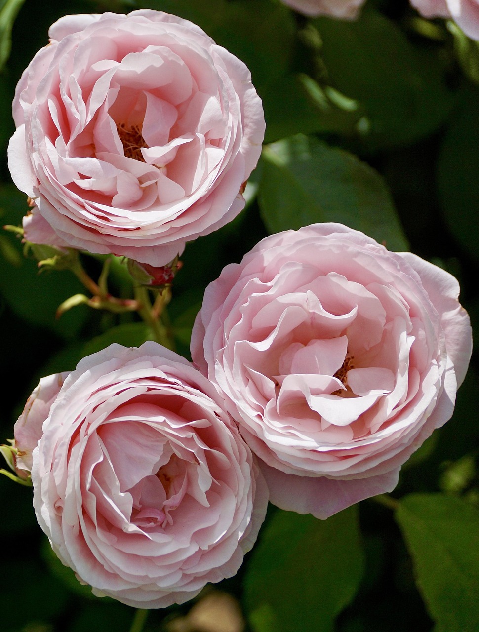 400+ Free Rose With Thorns & Thorns Images - Pixabay