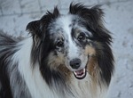 shetland sheepdog, dog, young