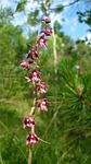 dark red helleborine, german orchid, steep mountain slope