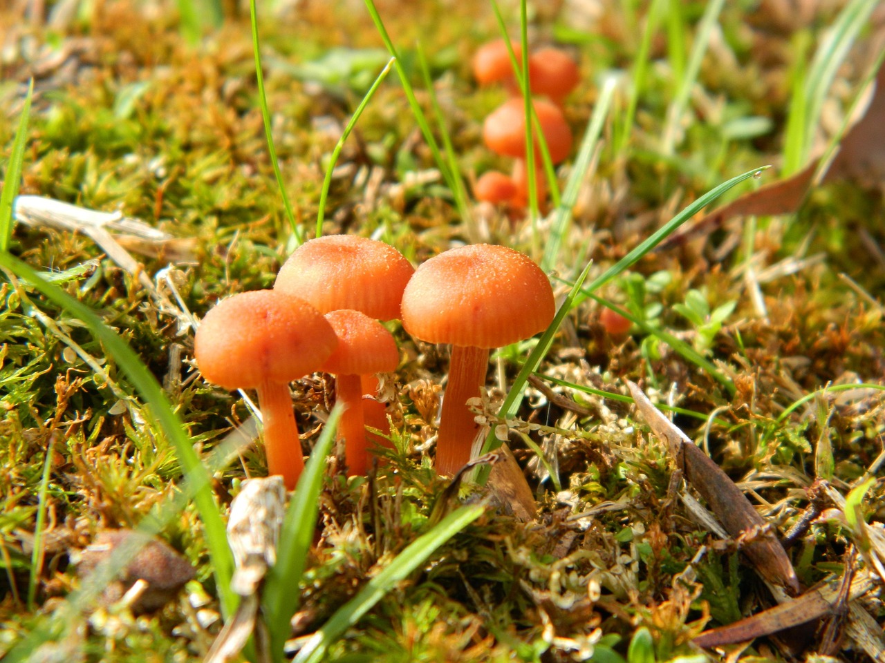 Champignons La Nature Champignon - Photo gratuite sur Pixabay - Pixabay