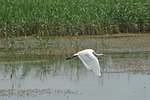 heron, spoon gaga, white