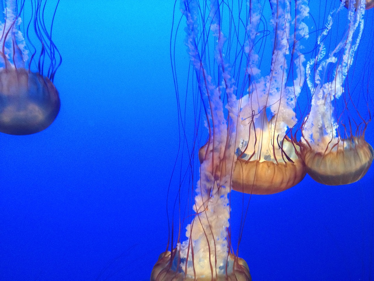 blue-2417816_1280.jpg