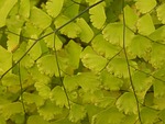 culantrillo, plant, fern