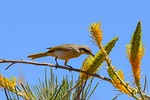 brown honeyeater, honeyeater, bird