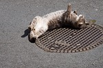 cat, feline, animal