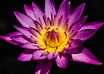 water lily, pretty purple water lily, waterlily