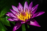 water lily, pretty purple water lily, waterlily