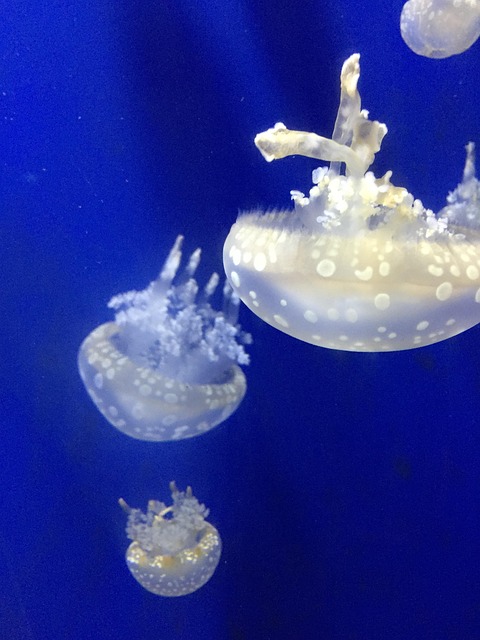 Free Jellyfish Aquarium photo and picture
