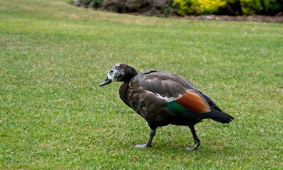 Free Duck Bird photo and picture