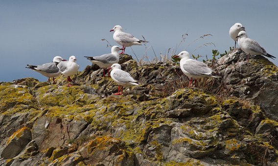 Free Sea Gulls Gulls photo and picture