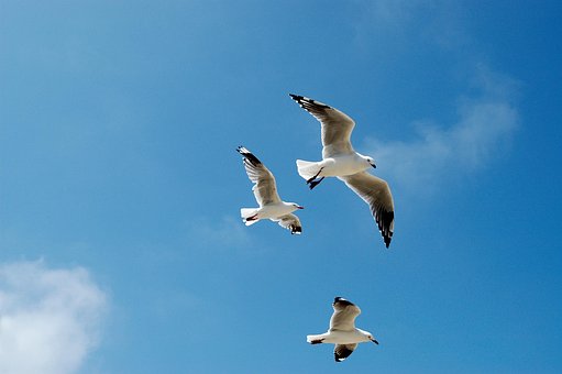 Free Seagulls Gulls photo and picture