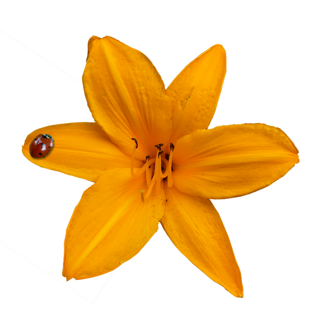 Free lily nature blossom illustration