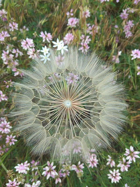 Free Dandelion Flowers photo and picture