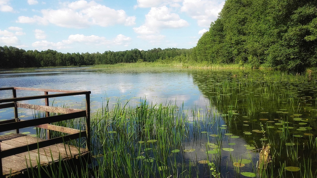 lake, water, landscape, nature, joint, view, frog, peace of mind, branches, blue, clouds, bridge, bieniszew, lilies, water lilies, lily, water lily, reflection, cane, sky clouds, cloud, blue sky, forest, summer, holiday, rest, greater poland, lake, lake, lake, joint, clouds, bridge, water lilies, lily, water lily, water lily, water lily, water lily, water lily, cane