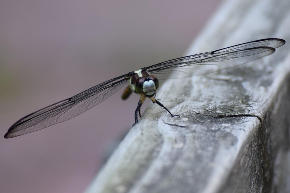 Dragon Fly Insect Flying - Free photo on Pixabay