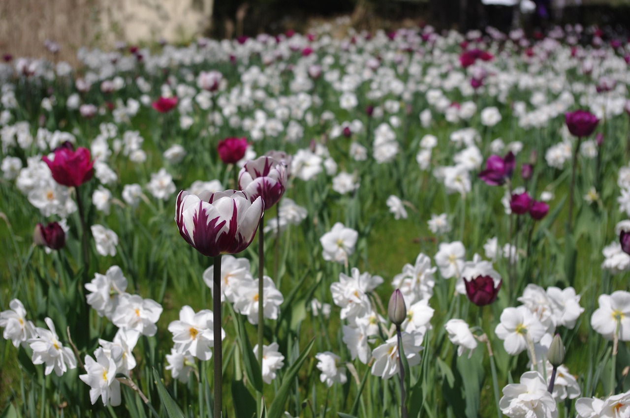 Tulip Garden Srinagar Tulips 2025