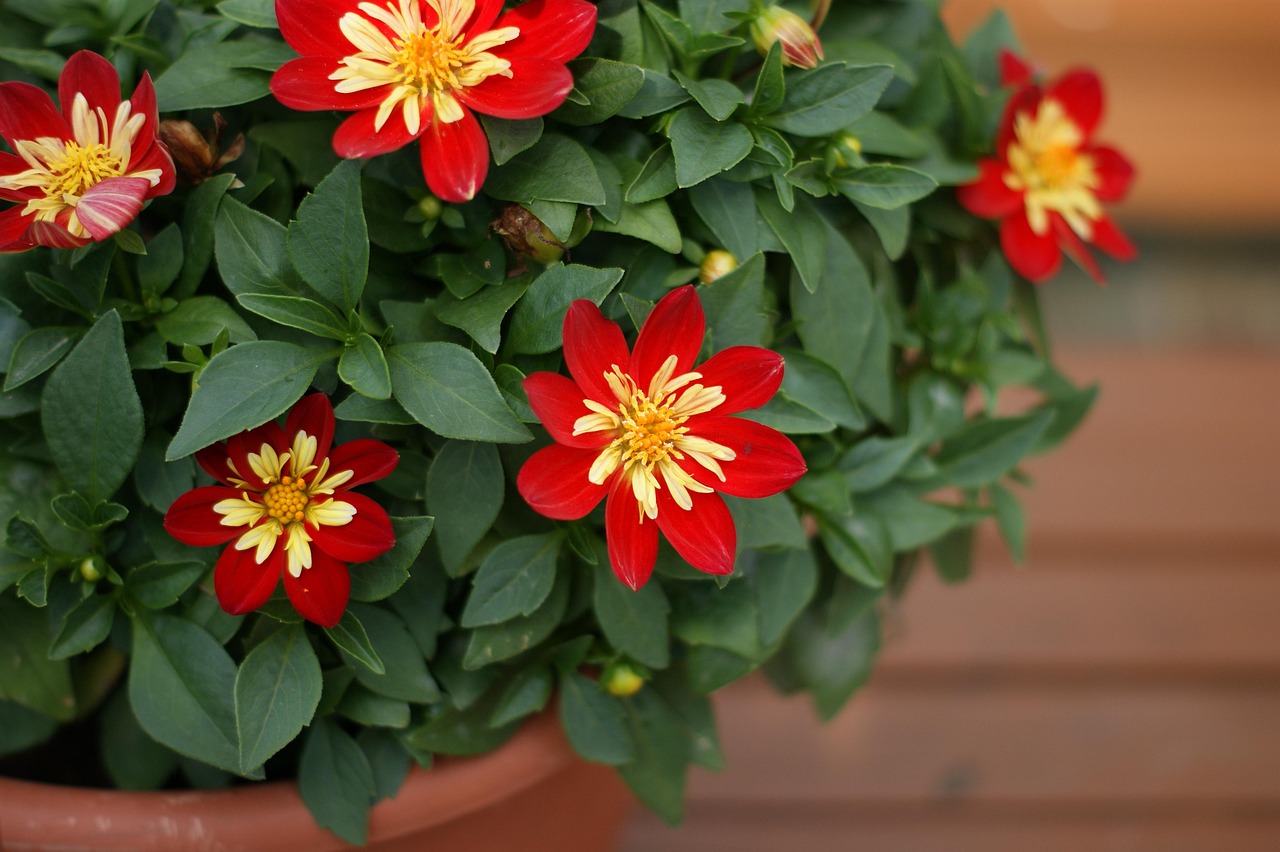 夏天有什么花是红的 potted-flower-2419561_1280.jpg