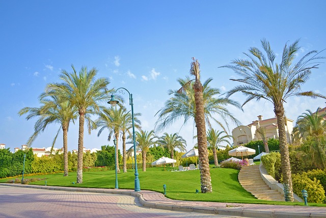 El Cairo, Palmera, Paisaje, Egipto