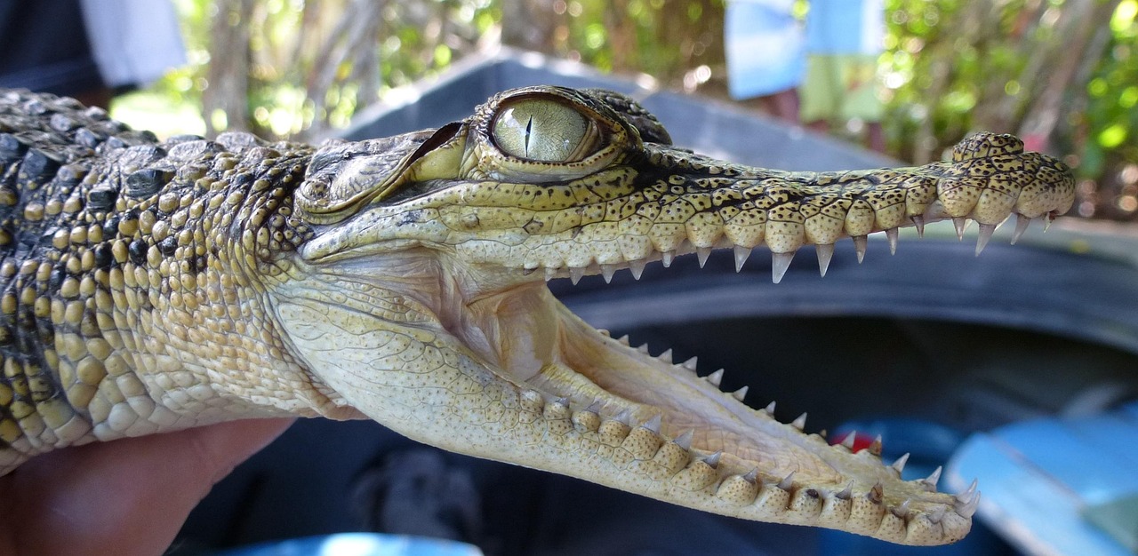 Alligator - free online jigsaw puzzle photo