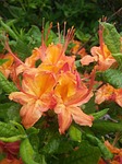 azaleas, flowers, blooming