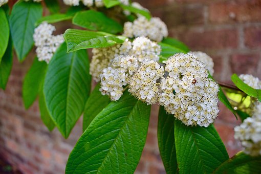 Free Flower Flower Wallpaper photo and picture