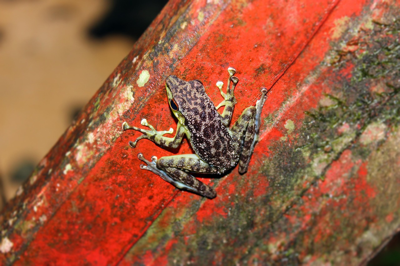 Frog - free online jigsaw puzzle photo