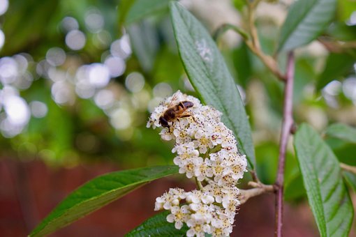 Free Wasp Insect photo and picture