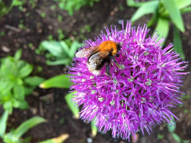 Free Bumblebee Flower photo and picture