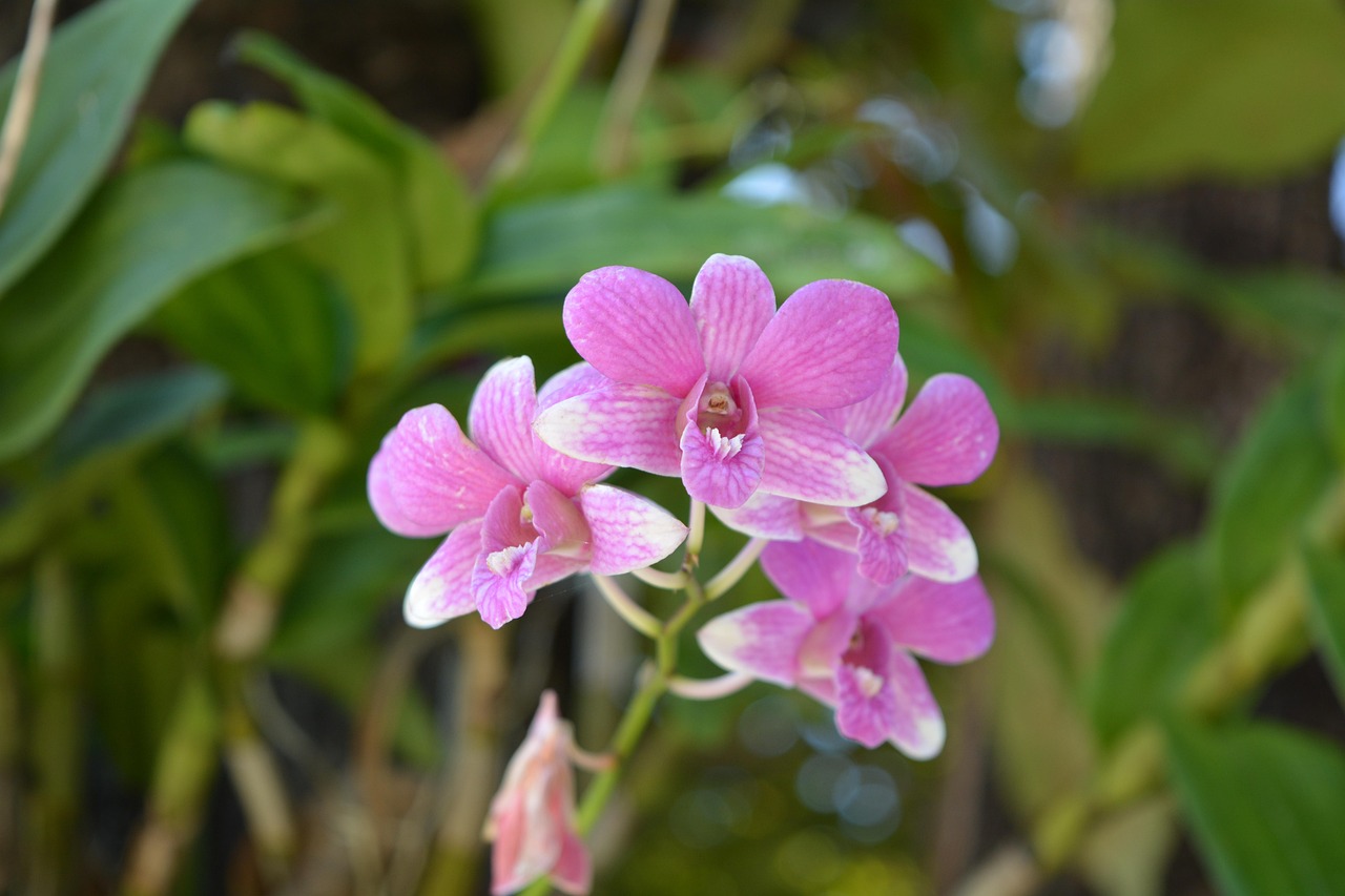 Flor Rosado Orquídea Tailandesa - Foto gratis en Pixabay - Pixabay