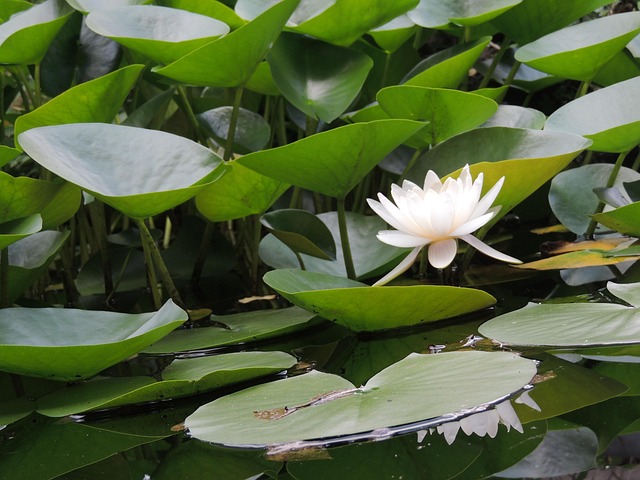 pond, garden, landscape, landscaping, summer, park, beautiful flowers, grass, flower wallpaper, green, flower background, nature, water, lake, flower, plant, backyard, japanese, spring, gardening, lily, pool, natural, zen, home, design, reflection, fish, peaceful, outdoor, scene, green home, green fish, green peace, green fishing